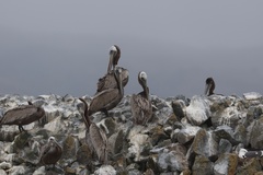 California Brown Pelican