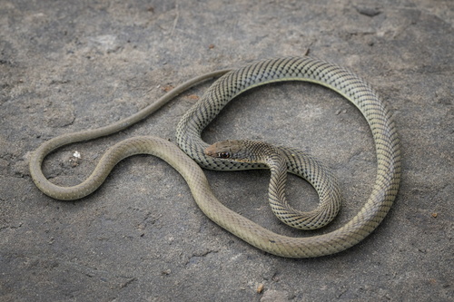 Olive Whip Snake