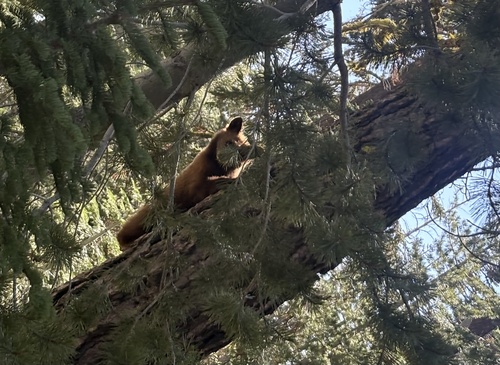 iNaturalist observation photo of American Black Bear