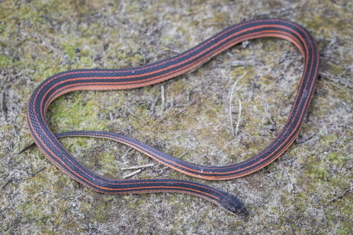 Red-Black Striped Snake