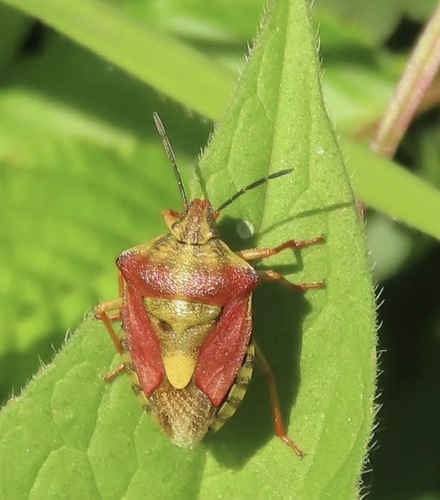 Black-shouldered Shieldbug