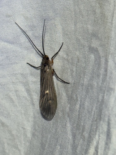iNaturalist observation photo of Dicosmoecus gilvipes