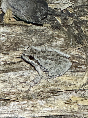 iNaturalist observation photo of Pacific chorus frog