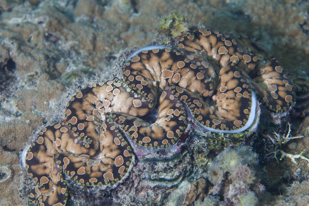 Noah's Giant Clam from Western Division, Fiji on March 16, 2020 at 10: ...