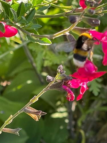 White-tailed Bumble Bee