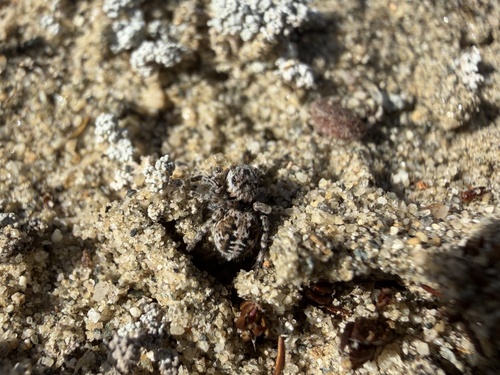 V-Signed Jumping Spider