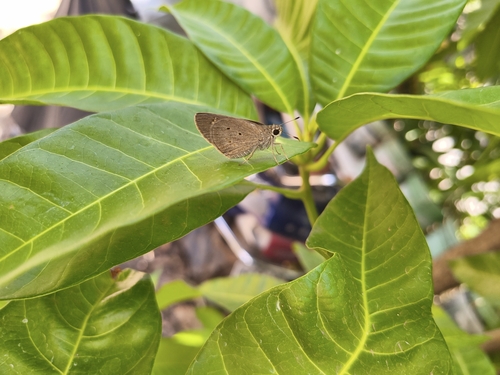 Indian Palm Bob