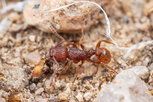 Tetramorium hispidum