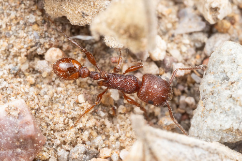 Pogonomyrmex imberbiculus