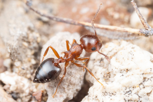 Crematogaster depilis