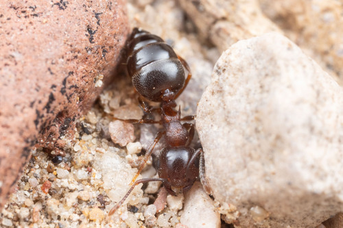 Crematogaster larreae
