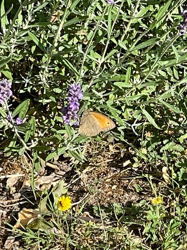 Meadow Brown