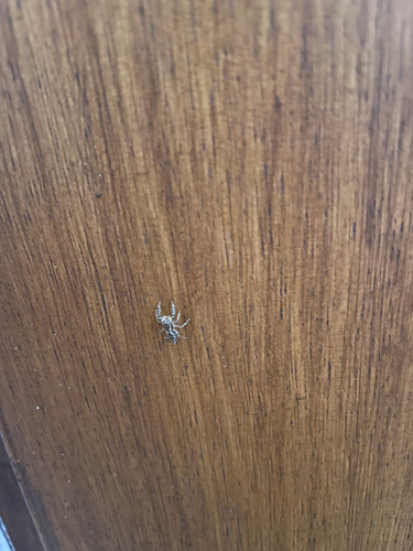 Fencepost jumping spider