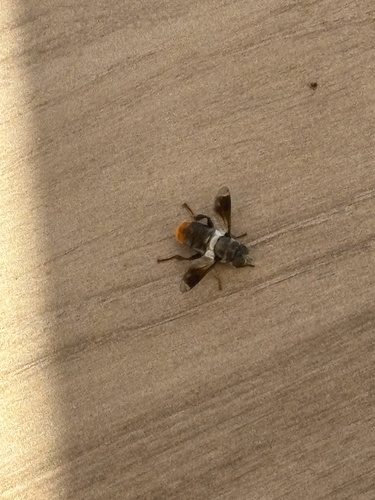 Orangebum Hover Fly