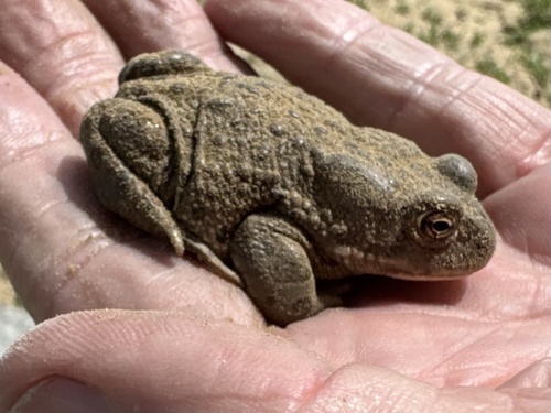 Mongolian Toad