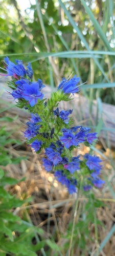 viper's-bugloss