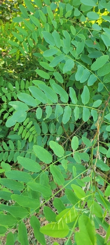 black locust