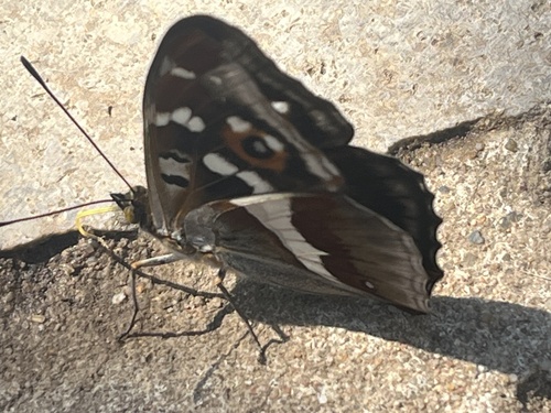 Purple Emperor