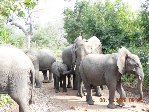 African Savanna Elephant