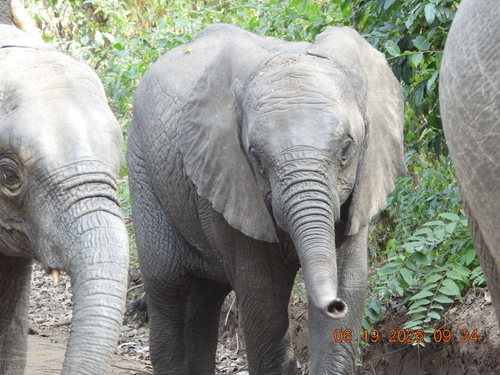 African Savanna Elephant