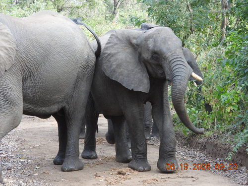 African Savanna Elephant