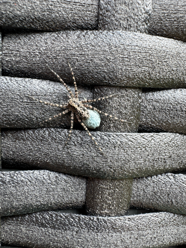 Acantholycosa lignaria
