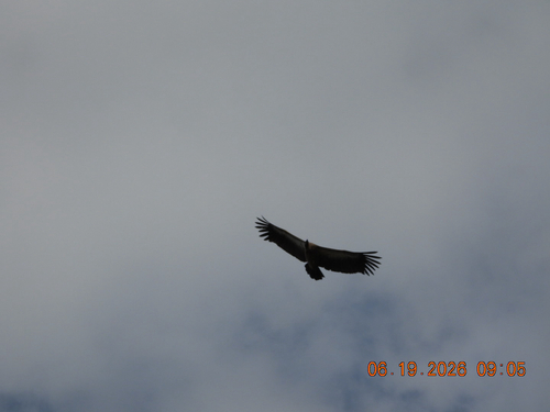 White-backed Vulture