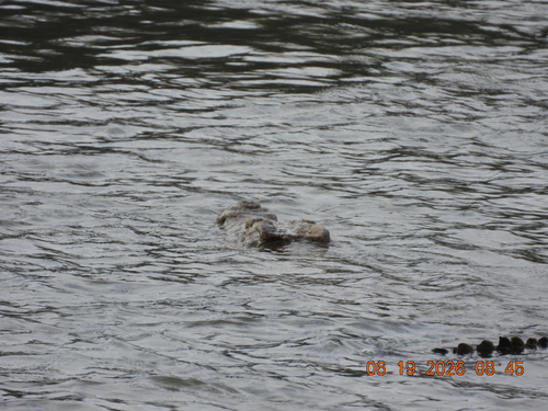 Nile Crocodile