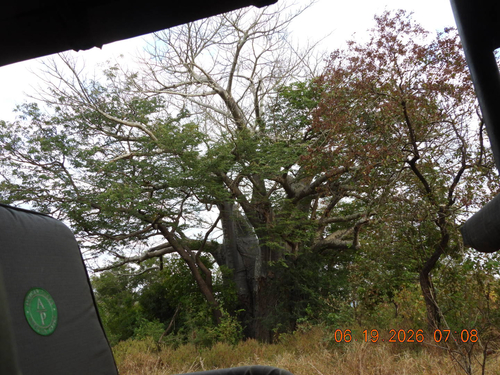 African baobab