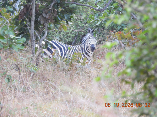 Crawshay's Zebra