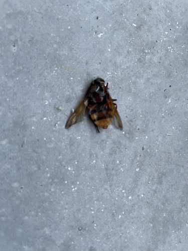 Hornet Mimic Hover Fly