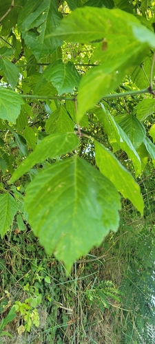 box elder