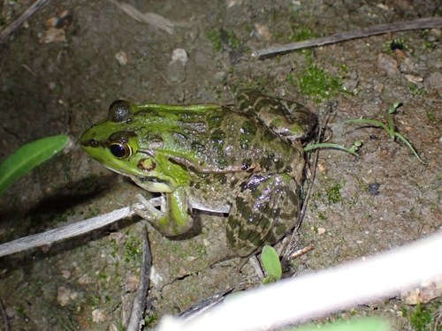 Nagoya Daruma pond frog