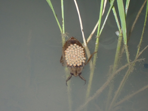 Elliptical Waterbugs