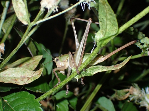 Gampsocleis buergeri