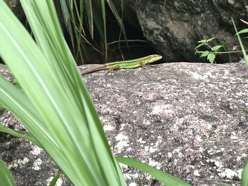 China Grass Lizard