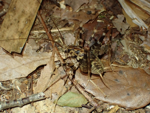 Japanese Camel Cricket