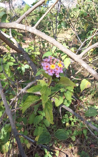 common lantana