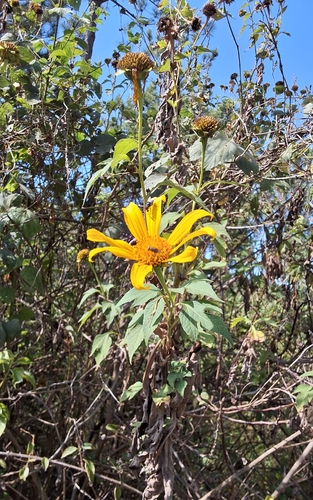 Mexican sunflower