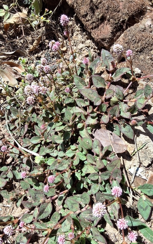 pink knotweed