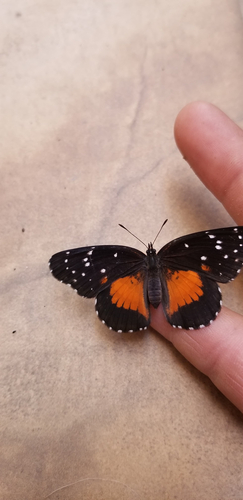 Bordered Patch