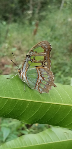 Malachite