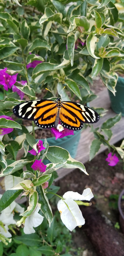 Tiger Mimic-Queen