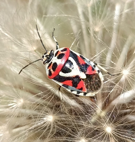 red cabbage bug