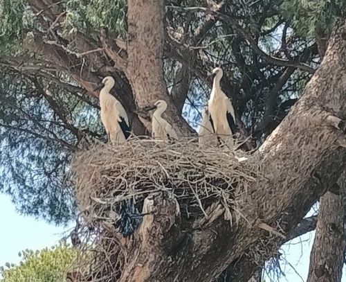 White Stork