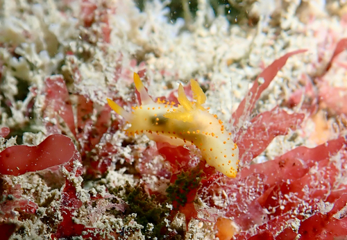 Crimora papillata