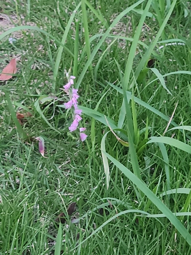 austral ladies'-tresses