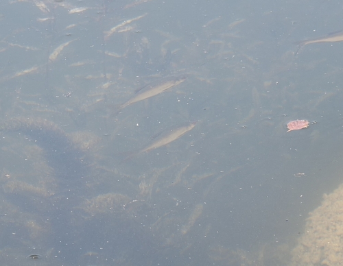 Common Roach
