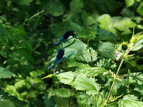 Banded Demoiselle