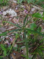 Image of Cyperus laxus